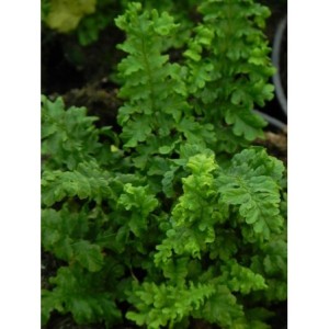 nerecznica samcza (Dryopteris filix-mas) Crispa Cristata- Świat bylin - sklep internetowy