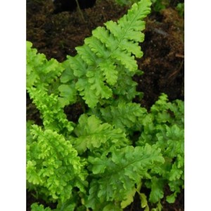nerecznica samcza (Dryopteris filix-mas) Crispa Cristata- Świat bylin - sklep internetowy