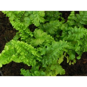 nerecznica samcza (Dryopteris filix-mas) Crispa Cristata- Świat bylin - sklep internetowy