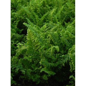 nerecznica samcza (Dryopteris filix-mas) Crispa Cristata- Świat bylin - sklep internetowy