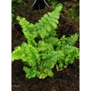 nerecznica samcza (Dryopteris filix-mas) Crispa Cristata- Świat bylin - sklep internetowy