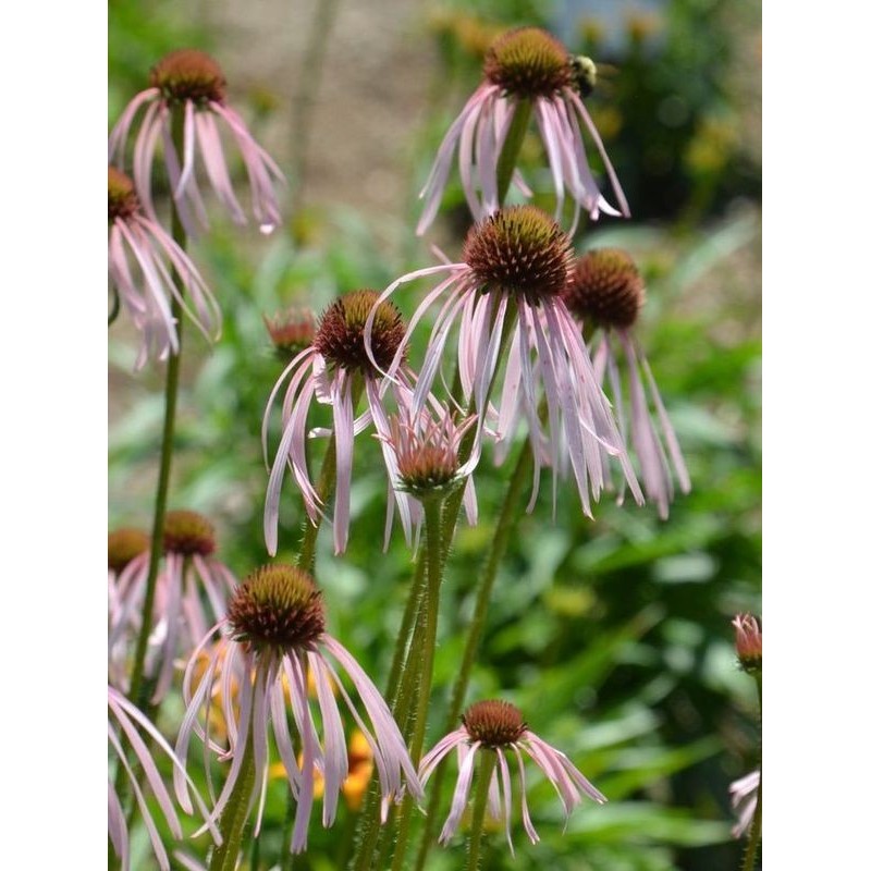 jeżówka blada (Echinacea pallida) - Świat bylin - sklep internetowy