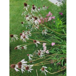 jeżówka blada (Echinacea pallida) Hula Dancer- Świat bylin - sklep internetowy