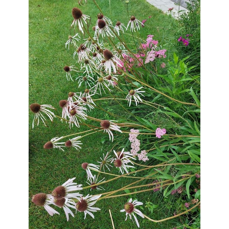 jeżówka blada (Echinacea pallida) Hula Dancer- Świat bylin - sklep internetowy