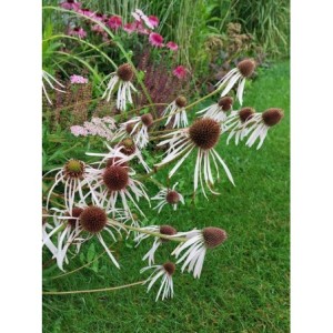 jeżówka blada (Echinacea pallida) Hula Dancer- Świat bylin - sklep internetowy