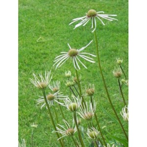 jeżówka blada (Echinacea pallida) Hula Dancer- Świat bylin - sklep internetowy