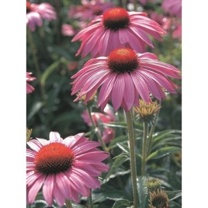jeżówka purpurowa (Echinacea purpurea) Bright Rose- Świat bylin - sklep internetowy