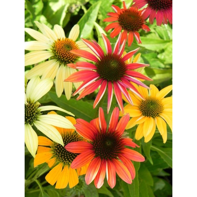 jeżówka purpurowa (Echinacea purpurea) Cheyenne Spirit- Świat bylin - sklep internetowy