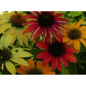 jeżówka purpurowa (Echinacea purpurea) Cheyenne Spirit- Świat bylin - sklep internetowy