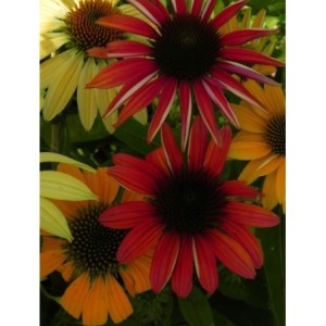 jeżówka purpurowa (Echinacea purpurea) Cheyenne Spirit- Świat bylin - sklep internetowy