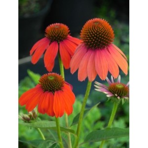 jeżówka purpurowa (Echinacea purpurea) Lacota Red- Świat bylin - sklep internetowy