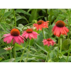 jeżówka purpurowa (Echinacea purpurea) Lacota Red- Świat bylin - sklep internetowy