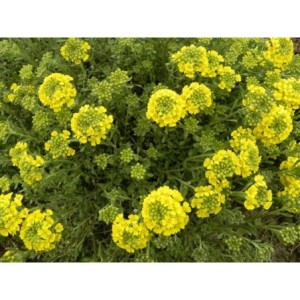 smagliczka górska (Alyssum / Aurinia montanum) Berggold- Świat bylin - sklep internetowy