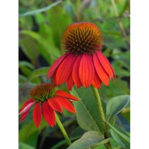 jeżówka purpurowa (Echinacea purpurea) Lacota Red- Świat bylin - sklep internetowy