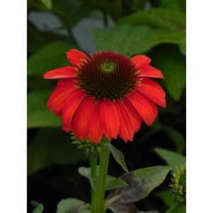 jeżówka purpurowa (Echinacea purpurea) Lacota Red- Świat bylin - sklep internetowy