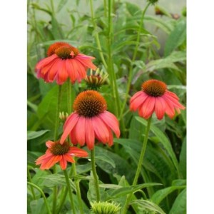 jeżówka purpurowa (Echinacea purpurea) Lacota Red- Świat bylin - sklep internetowy