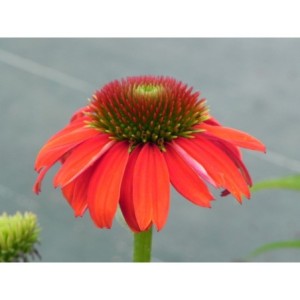 jeżówka purpurowa (Echinacea purpurea) Lacota Red- Świat bylin - sklep internetowy