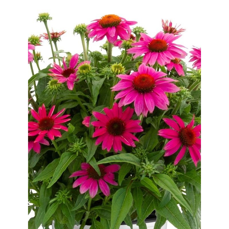 jeżówka purpurowa (Echinacea purpurea) Lacota™ Rose- Świat bylin - sklep internetowy