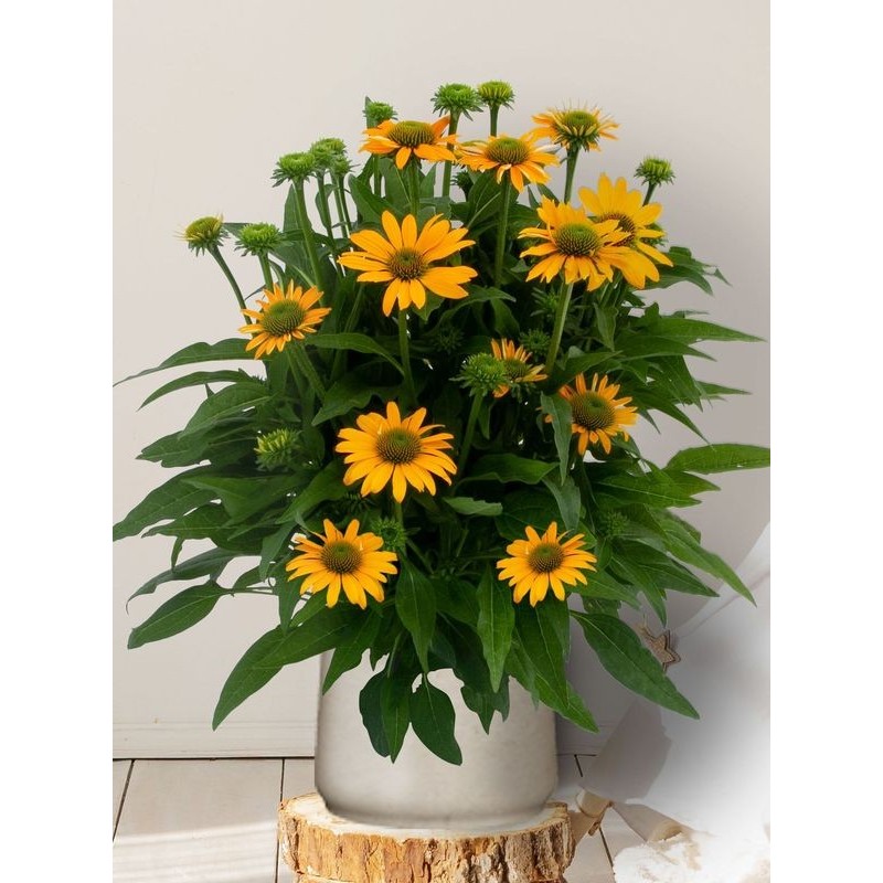 jeżówka purpurowa (Echinacea purpurea) Lacota™ Yellow- Świat bylin - sklep internetowy