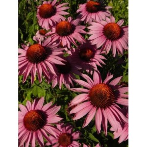 jeżówka purpurowa (Echinacea purpurea) Magnus- Świat bylin - sklep internetowy