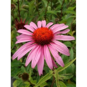 jeżówka purpurowa (Echinacea purpurea) Magnus- Świat bylin - sklep internetowy