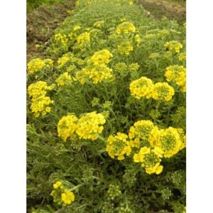 smagliczka górska (Alyssum / Aurinia montanum) Berggold- Świat bylin - sklep internetowy