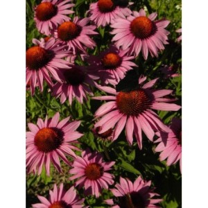 jeżówka purpurowa (Echinacea purpurea) Magnus- Świat bylin - sklep internetowy