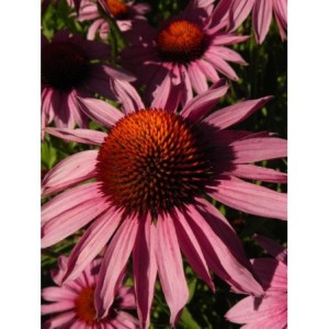 jeżówka purpurowa (Echinacea purpurea) Magnus- Świat bylin - sklep internetowy