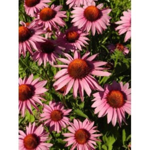 jeżówka purpurowa (Echinacea purpurea) Magnus- Świat bylin - sklep internetowy