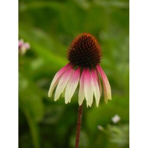 jeżówka purpurowa (Echinacea purpurea) Sombrero® Special White Purple- Świat bylin - sklep internetowy
