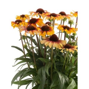 jeżówka purpurowa (Echinacea purpurea) Sombrero® Special Yellow Red- Świat bylin - sklep internetowy