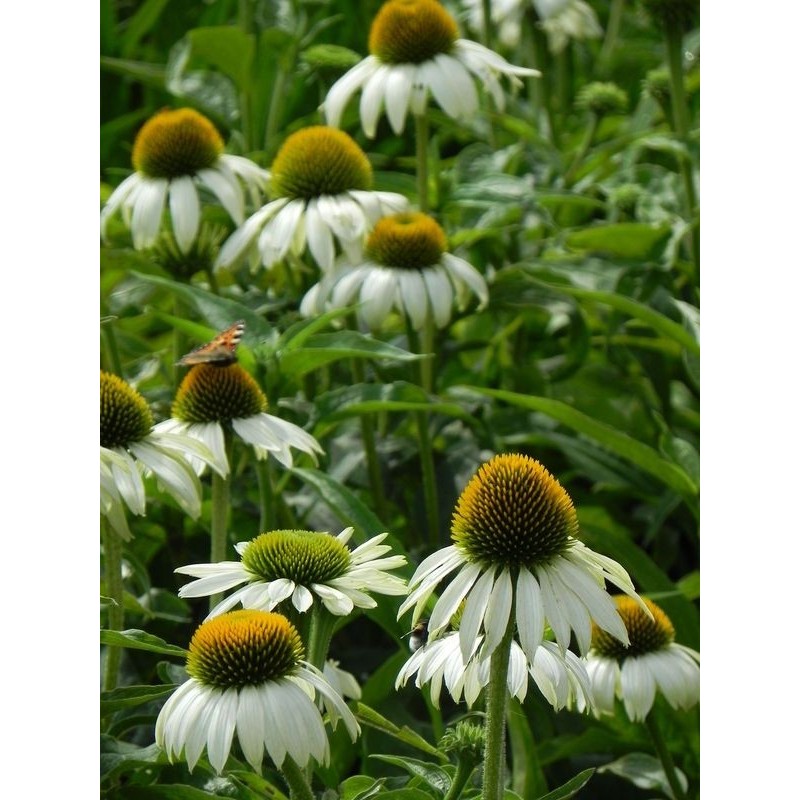jeżówka purpurowa (Echinacea purpurea) White Swan- Świat bylin - sklep internetowy