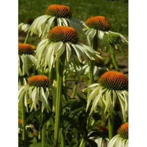 jeżówka purpurowa (Echinacea purpurea) White Swan- Świat bylin - sklep internetowy