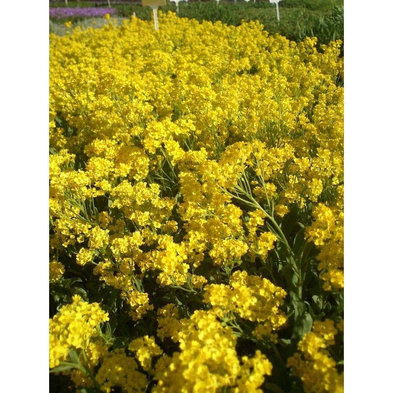 smagliczka skalna (Alyssum / Aurinia saxatile) Gold Cushion- Świat bylin - sklep internetowy