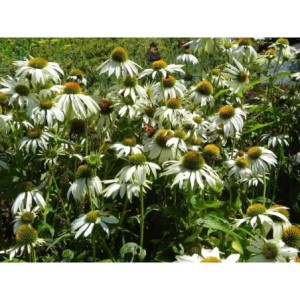 jeżówka purpurowa (Echinacea purpurea) White Swan- Świat bylin - sklep internetowy