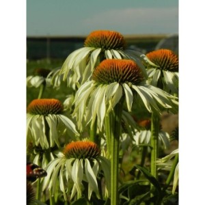 jeżówka purpurowa (Echinacea purpurea) White Swan- Świat bylin - sklep internetowy