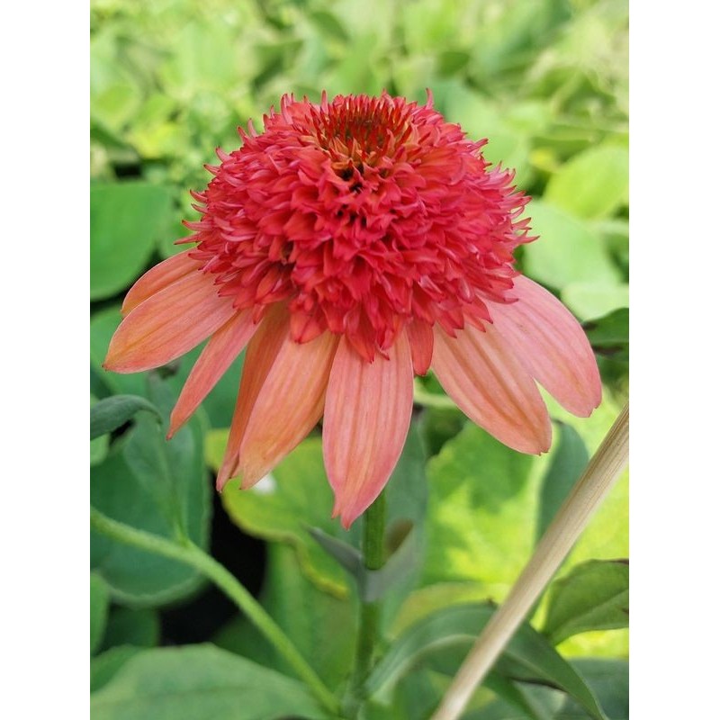jeżówka (Echinacea x) Cara Mia Carol- Świat bylin - sklep internetowy