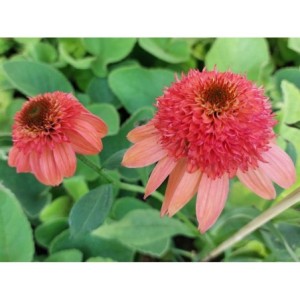 jeżówka (Echinacea x) Cara Mia Carol- Świat bylin - sklep internetowy