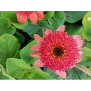 jeżówka (Echinacea x) Cara Mia Carol- Świat bylin - sklep internetowy