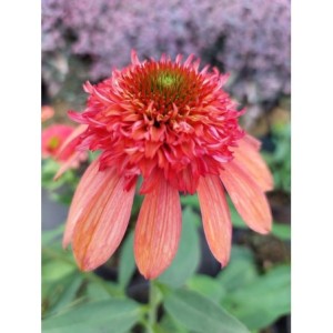 jeżówka (Echinacea x) Cara Mia Carol- Świat bylin - sklep internetowy