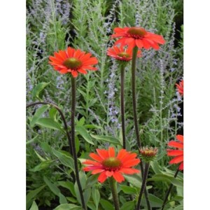 jeżówka (Echinacea x) Cara Mia Spicy- Świat bylin - sklep internetowy