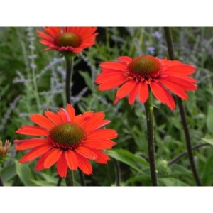 jeżówka (Echinacea x) Cara Mia Spicy- Świat bylin - sklep internetowy