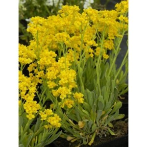 smagliczka skalna (Alyssum / Aurinia saxatile) Gold Cushion- Świat bylin - sklep internetowy