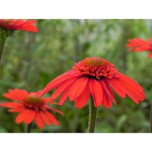jeżówka (Echinacea x) Cara Mia Spicy- Świat bylin - sklep internetowy