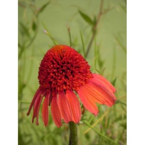 jeżówka (Echinacea x) Cara Mia Spicy- Świat bylin - sklep internetowy