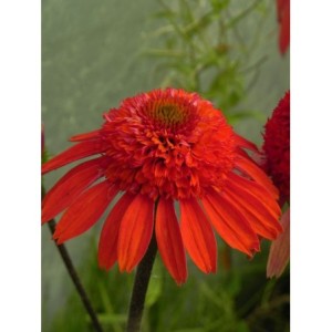 jeżówka (Echinacea x) Cara Mia Spicy- Świat bylin - sklep internetowy