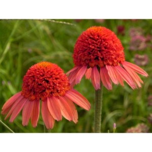 jeżówka (Echinacea x) Cara Mia Spicy- Świat bylin - sklep internetowy