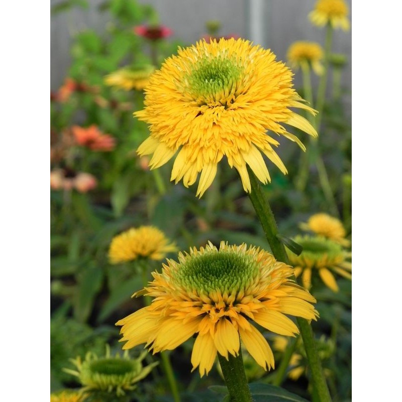 jeżówka (Echinacea x) Cara Mia Yellow- Świat bylin - sklep internetowy