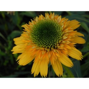 jeżówka (Echinacea x) Cara Mia Yellow- Świat bylin - sklep internetowy
