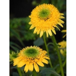 jeżówka (Echinacea x) Cara Mia Yellow- Świat bylin - sklep internetowy